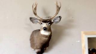 8 point deer head mount  For Sale  Online Auction [upl. by Alyahsal205]