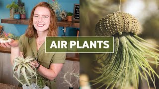 Air Plants Tillandsia 101  Care Tips amp Fun Facts [upl. by Lankton]