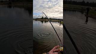 Its very nice catch 😎 fishing beginners fish scandinavia trout [upl. by Marcos950]