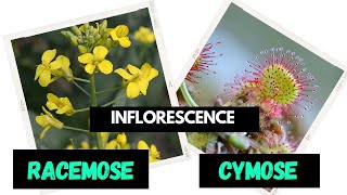 Inflorescence  Racemose  Cymose  Difference between Racemose and Cymose [upl. by Rhtaeh]