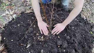 Planting American Hornbeam Tree [upl. by Samuella]