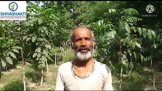 Mahogany plants growth after 18 monthfarmer feedback shivashakti mahoganymahoganyssbtlbihar [upl. by Corwun567]