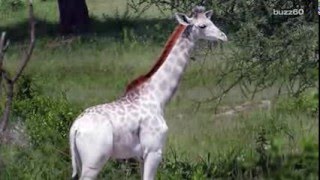 Rare white giraffe spotted in Tanzania [upl. by Karon400]