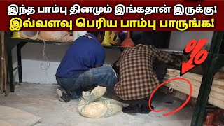 இந்த மிகப்பெரிய பாம்பு அறைக்குள் இருக்கும் இடத்தை பாருங்கள் 😱  SnakeSaga [upl. by Konikow]