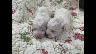 Bichon Frise Puppies  2 Males [upl. by Rye]