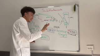 Diencephalon last part  Oraliq miya oxirgi qism Промежуточний мозг последний часть [upl. by Naleek]