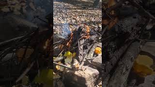 nature jungle fire amazing travel [upl. by Amek]