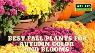 🌺 Best Fall Plants for Autumn Long Flowers Color and Blooms 🌺 [upl. by Aciraa]