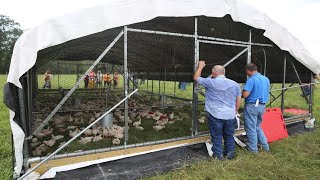 Raising 20000 Chickens On Pasture COMPLETE [upl. by Bonis]