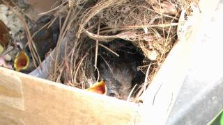 Baby Wrens being fed [upl. by Durgy]