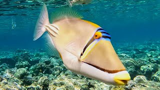 Arabian Picasso triggerfish Rhinecanthus assasi Picasso triggerfish Assasi triggerfish 4K [upl. by Maidy]