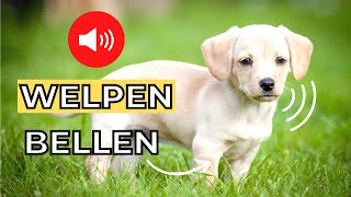 welpe bellen 🐶 welpe soundeffekte [upl. by Eejan82]