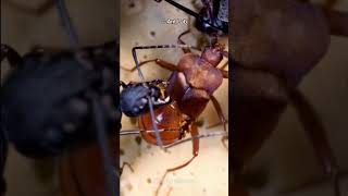 This Beetle Can Trick Ants [upl. by Fennelly]