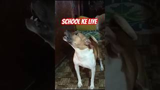 School anahi jaunga funny funnyvira trending pets vira doglover vira shorts [upl. by Ursel]