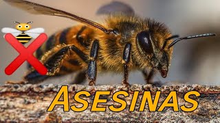 abejas asesinas [upl. by Amato530]