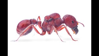 POGONOMYRMEX BADIUS  Những điều nên biết [upl. by Julissa549]