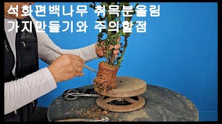 석화편백나무 Chamaecyparis obtusa 석화회 나무는 편백나무에서 아조변이로 만들어진 나무입니다 송백류 중에서도 분재로 만들기 쉬운편에 속한 나무입니다 [upl. by Adigirb155]