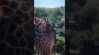 Redbilled Oxpeckers grooming a Giraffe in Kruger Park wildlife shorts [upl. by Cudlip]