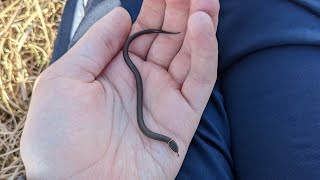 Ringneck Snakes From Kansas [upl. by Ettenauq]