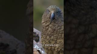 This Parrot🦜 the Kea Can Make his Friends quotLaughquot 😄 [upl. by Ange]