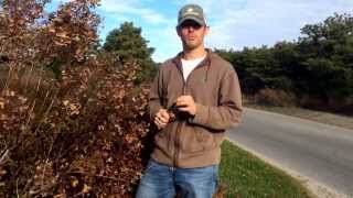 How to Prune Hydrangea Paniculata Shrubs [upl. by Eugenia]