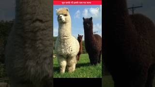 इसके पास मत जाना Huacaya alpaca shorts hindiinformation shortsfeed [upl. by Namlak]