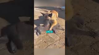 Este Perro Perdió a su Amigo🥺💔 shorts [upl. by Geesey540]