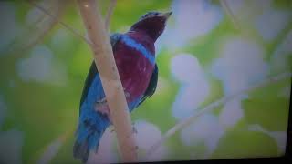 Crejoá Cotinga maculata ou Anambé de colarinho [upl. by Gayn]