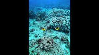 Resting Raccoon Butterflyfish [upl. by Sosthenna]