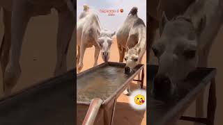 MashAllahCamel🐪drinkingwaterathightemperature🌡️🤒🤲youtubeshortsmillionviews [upl. by Falzetta]