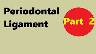 Periodontal ligament Part 2 development of pdl [upl. by Letnahc39]