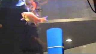 Live Trained Goldfish Tricks [upl. by Pennie]