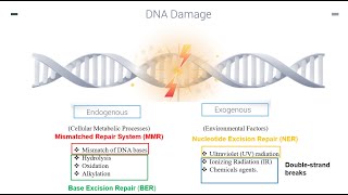 DNA Repair Mechanisms Part 1 [upl. by Lonni583]