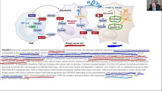 What difference between Warburg amp Reverse Warburg effect in cancer [upl. by Amerd]