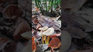 Tricholoma sulphureum Knighton Wood Buckhurst Hill [upl. by Gautier]