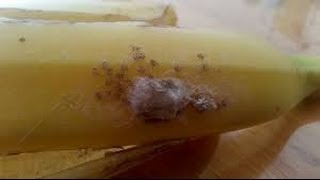 Potentially Deadly Spiders Found in Supermarket Banana [upl. by Uhej]