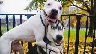 The most DRAMATIC DOGS moments ever 🤣🐶 NEW Funny Dog Videos [upl. by Hebel]