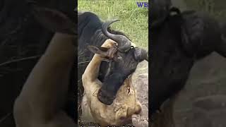 wildebeest applies the never give up theory and succeeds against the lion [upl. by Norud491]