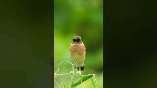 秋のノビタキ♂Autumn Saxicola torquatus♂402野鳥shorts [upl. by Annaig]