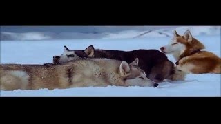 Eight Below 2006  Trailer [upl. by Gilman]