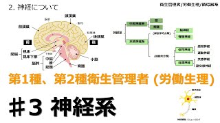 【♯3 神経系労働生理】2024年版 衛生管理者 衛生管理者試験をわかりやすく解説 聞き流し [upl. by Neema]