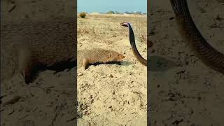 mongoose vs king cobra New 2024 shortsviral [upl. by Pfeifer]