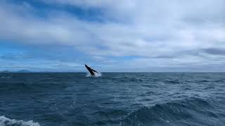 Australia Humpback [upl. by Naujit]