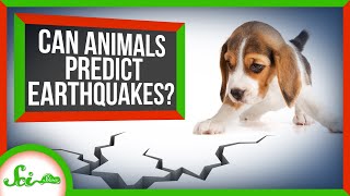 Can Animals Predict Earthquakes [upl. by Nodle84]