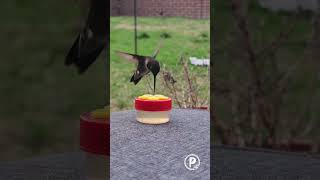 Happy RSPB Feed the Birds Day🦜 holidaychannel animals animalcare pawlidays holidaypets bird [upl. by Assena]