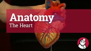 Anatomy The Heart [upl. by Llertnom366]