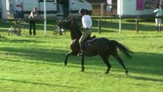 ♂ Dalton Van Het Lindehof jumping stallion BWP by Bon Ami [upl. by Britney]