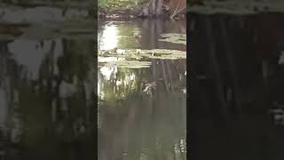 Mallards In A Pond Part 4 [upl. by Clim]