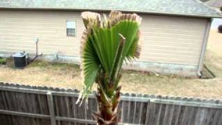 Washingtonia Robusta Palm Tree [upl. by Mila]