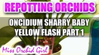 Repotting Orchids  Oncidium Sharry Baby Yellow Flash Part 1 [upl. by Malliw773]